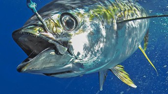 How to troll for tuna  Club Marine Australia