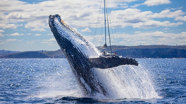 Humpback whale breaching