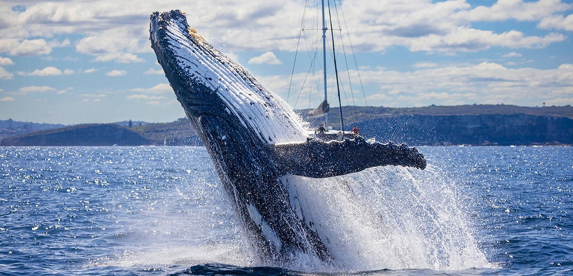 Humpback whale breaching with sail boat in background