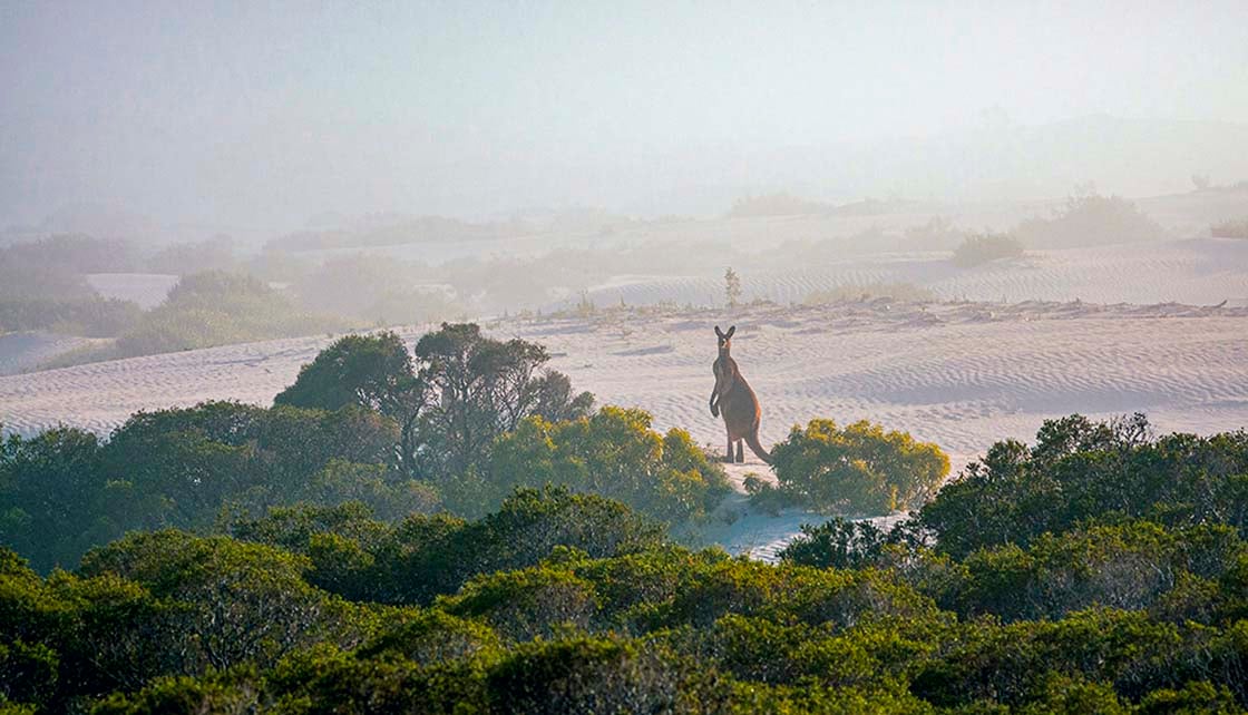 Western grey kangaroos emerge from the mist in Nambung National Park