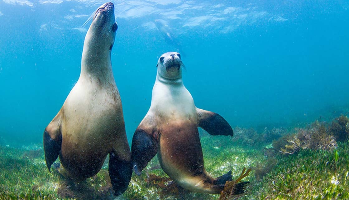 Seals swimming underwater