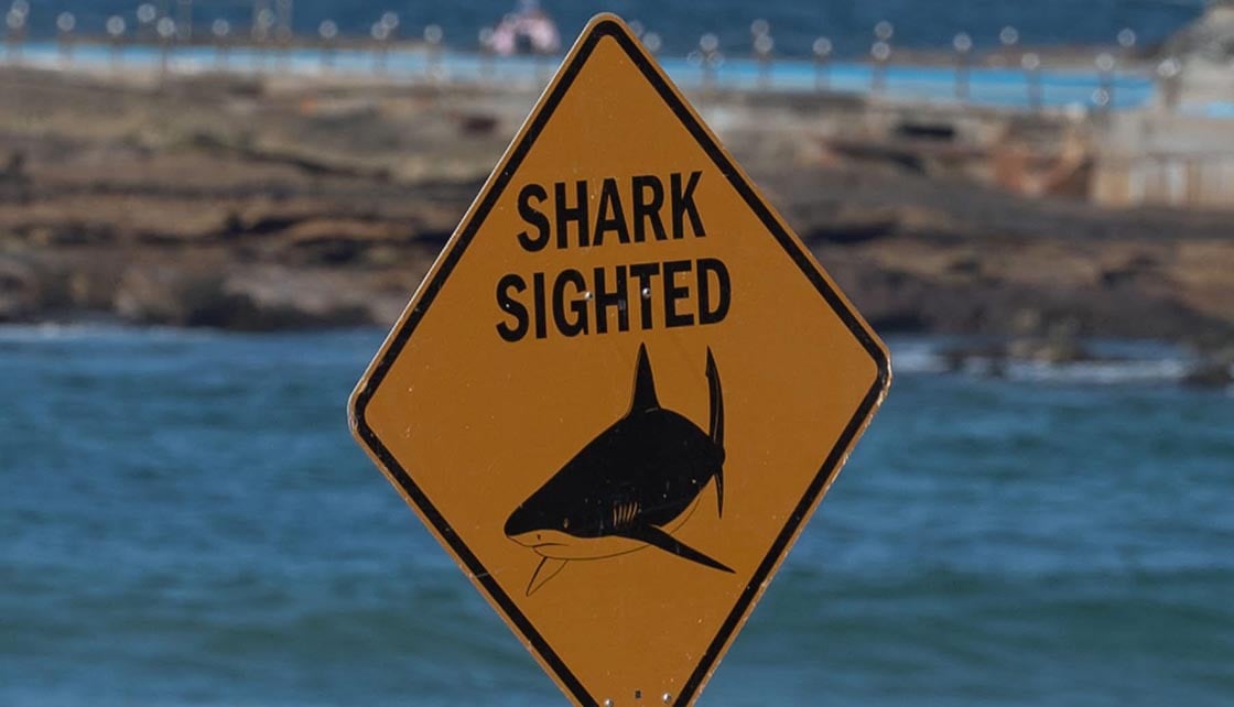 Shark sighted sign