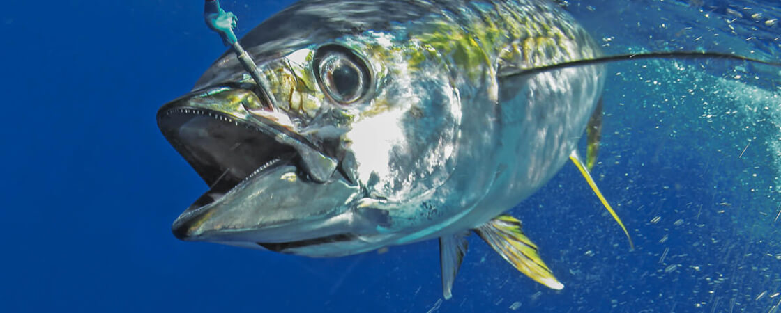 Trolling Tuna Fishing Lures  Sport Tuna Trolling Lures