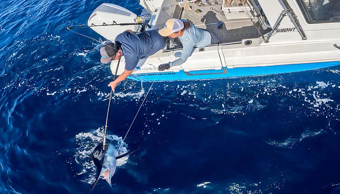 Catching marlin in fishing tournament