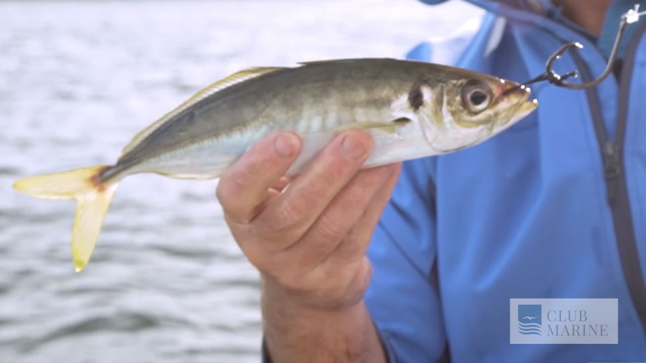 How to rig up live bait with Al McGlashan